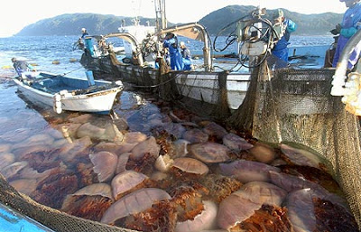 日本越前水母大爆發
